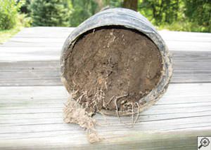 clogged french drain found in Crisfield, Maryland